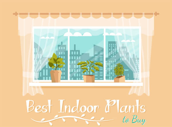 Best-Indoor-Plants-Infographic-plaza-thumb