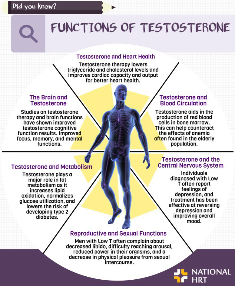 Functions of Testosterone