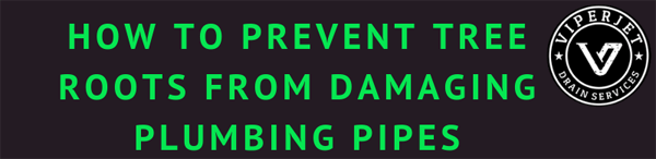 How-to-Prevent-Tree-Roots-from-Damaging-Plumbing-Pipes-infographic-plaza-thumb