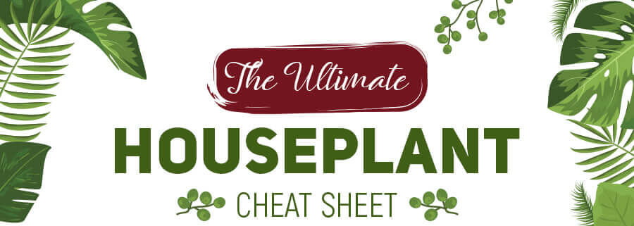 The-Ultimate-Houseplant-Cheat-Sheet-infographic-plaza-thumb