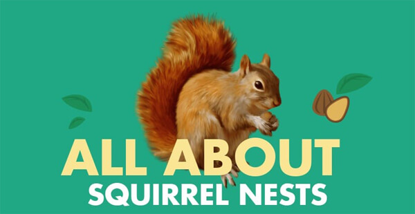 all-about-squirrel-nests-infographic-plaza-thumb