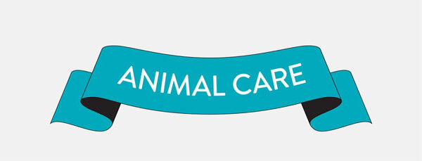 animal_care_infographic-plaza-thumb