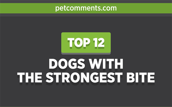dogs-with-strongest-bite-infographic-plaza-thumb
