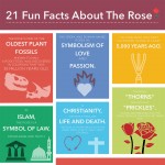 21-fun-facts-rose-infographic