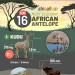 African-antelope-infographic-plaza