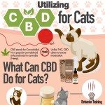 CBD-for-cats-infographic-plaza