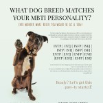 PetDoor_MBTI_Test-infographic-plaza