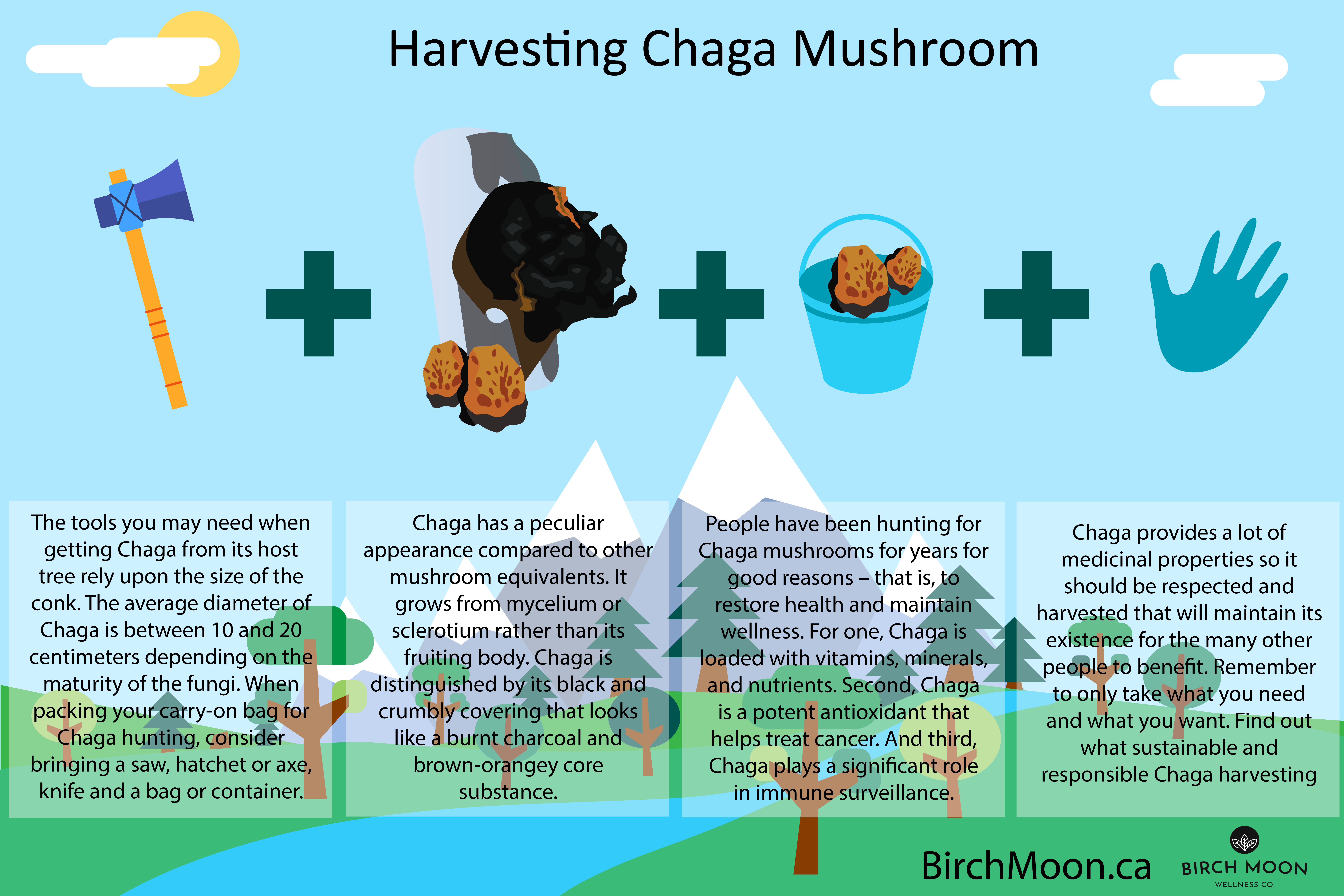 harvesting-chaga-mushroom-infographic-plaza