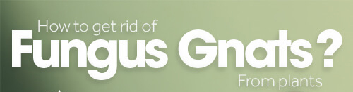 How to Get rid of Fungus Gnats? how-to-get-rid-of-fungus-gnats-infographic-plaza-thumb