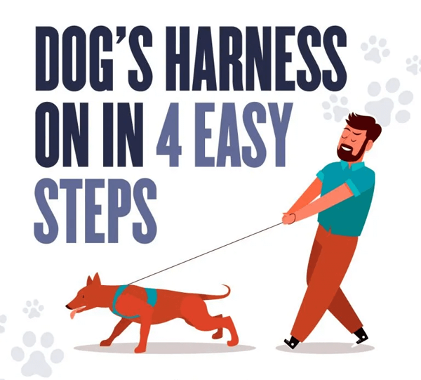 How To Put On A Dog Harness A Detailed Guide [INFOGRAPHIC] Infographic Plaza