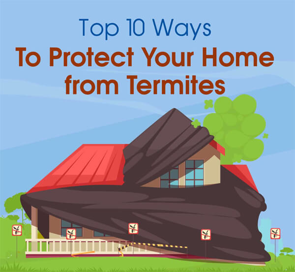 top-10-ways-to-protect-your-home-from-termites-infographic-plaza-thumb